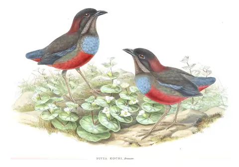 Volume V, plate 71 of Gould's The Birds of Asia: Whiskered Pitta (Erythropitta kochi)