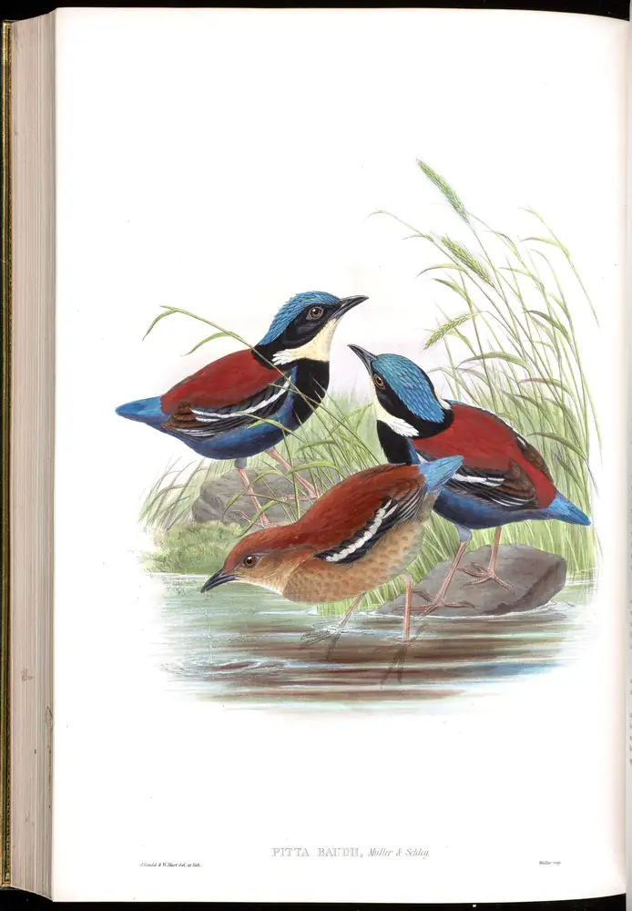 The whole sheet of volume V, plate 72, with its engraved caption