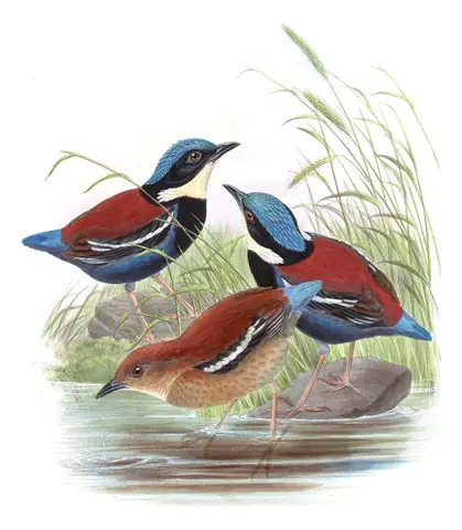 Volume V, plate 72 of Gould's The Birds of Asia: Blue-headed Pitta (Hydrornis baudii)