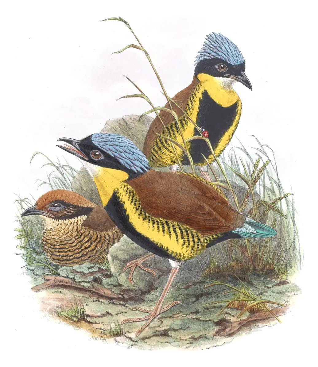 Volume V, plate 73 of Gould's The Birds of Asia: Gurney's Pitta (Hydrornis gurneyi)