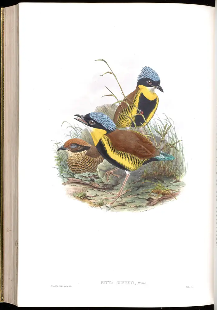 The whole sheet of volume V, plate 73, with its engraved caption