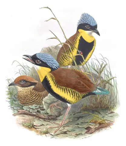 Volume V, plate 73 of Gould's The Birds of Asia: Gurney's Pitta (Hydrornis gurneyi)