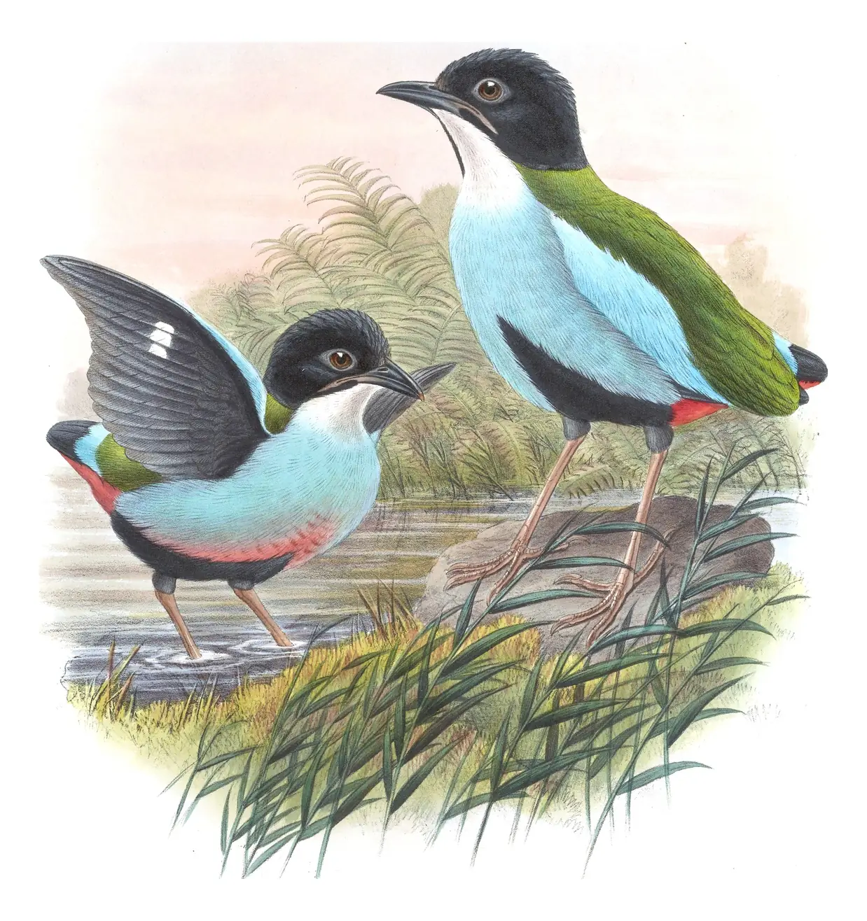 Volume V, plate 74 of Gould's The Birds of Asia: Azure-breasted Pitta (Pitta steerii)