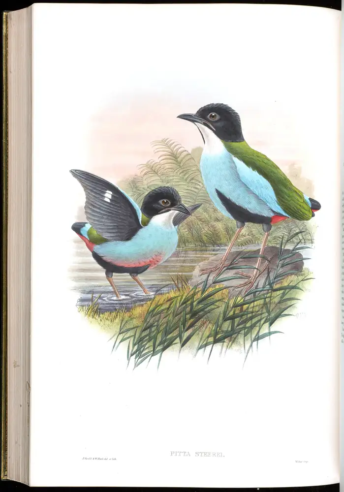 The whole sheet of volume V, plate 74, with its engraved caption