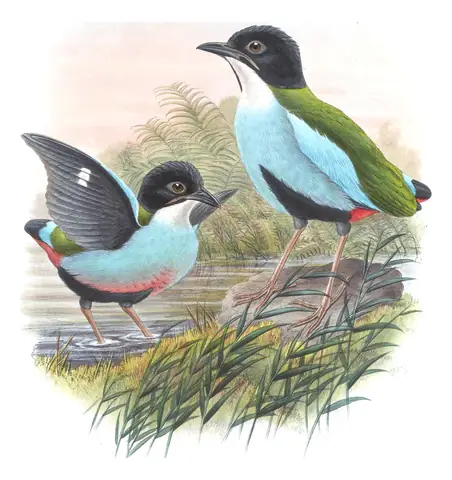 Volume V, plate 74 of Gould's The Birds of Asia: Azure-breasted Pitta (Pitta steerii)