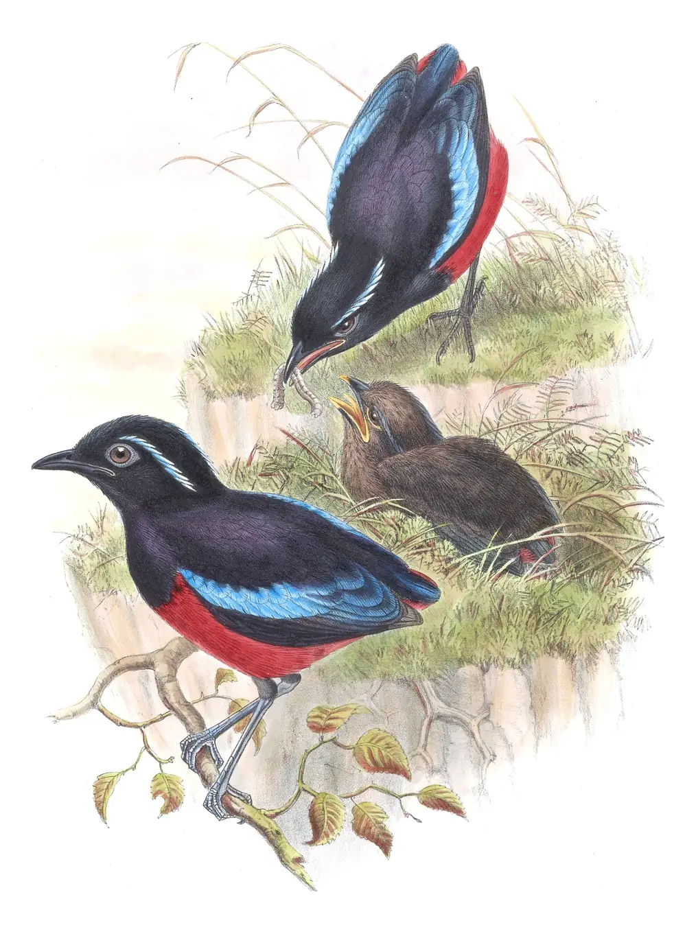 Volume V, plate 75 of Gould's The Birds of Asia: Black-crowned Pitta (Erythropitta ussheri)
