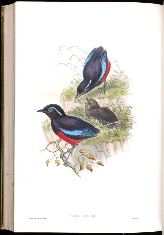 The whole sheet of volume V, plate 75, with its engraved caption