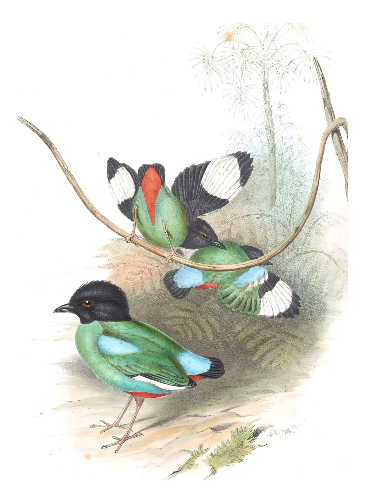 Volume V, plate 76 of Gould's The Birds of Asia: Western Hooded Pitta (Pitta sordida)