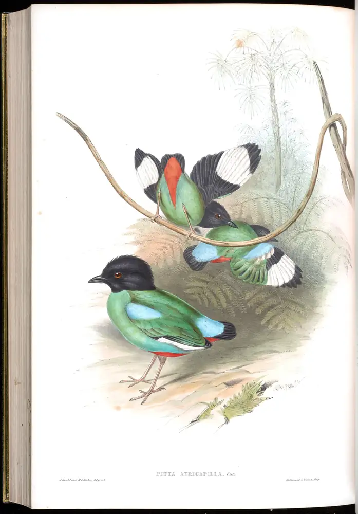The whole sheet of volume V, plate 76, with its engraved caption