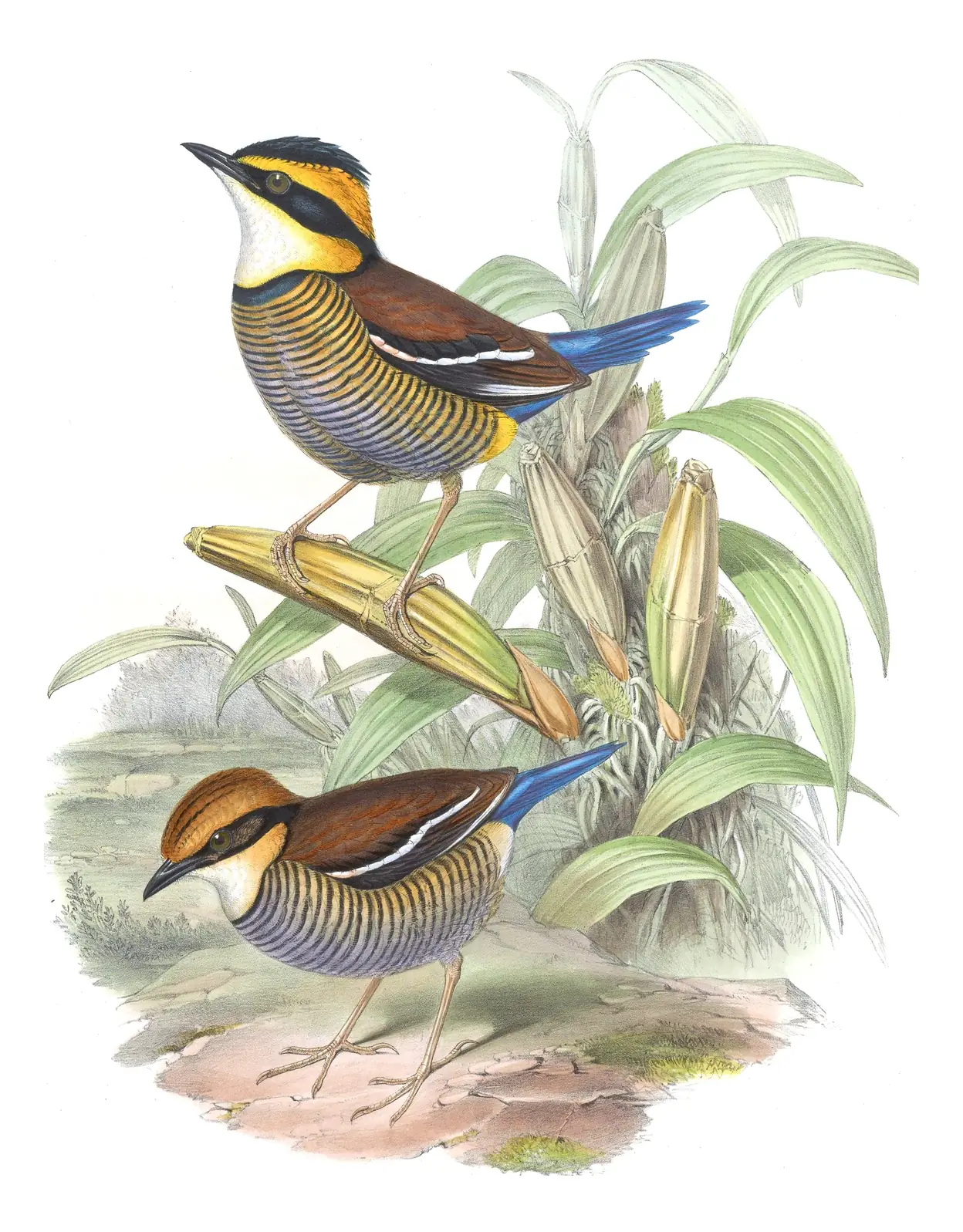 Volume V, plate 77 of Gould's The Birds of Asia: Javan Banded-Pitta (Hydrornis guajanus)