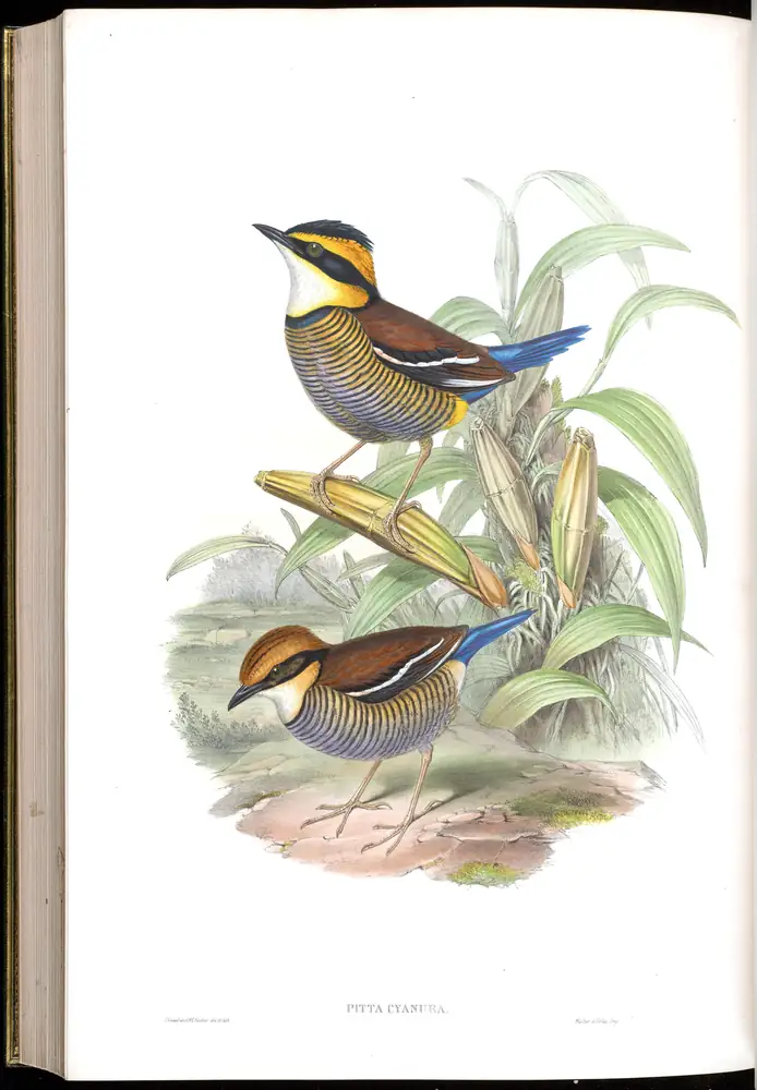The whole sheet of volume V, plate 77, with its engraved caption