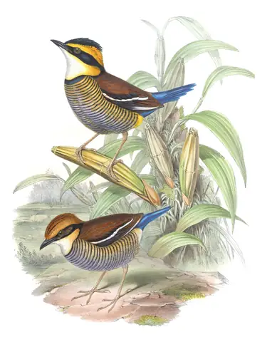 Volume V, plate 77 of Gould's The Birds of Asia: Javan Banded-Pitta (Hydrornis guajanus)