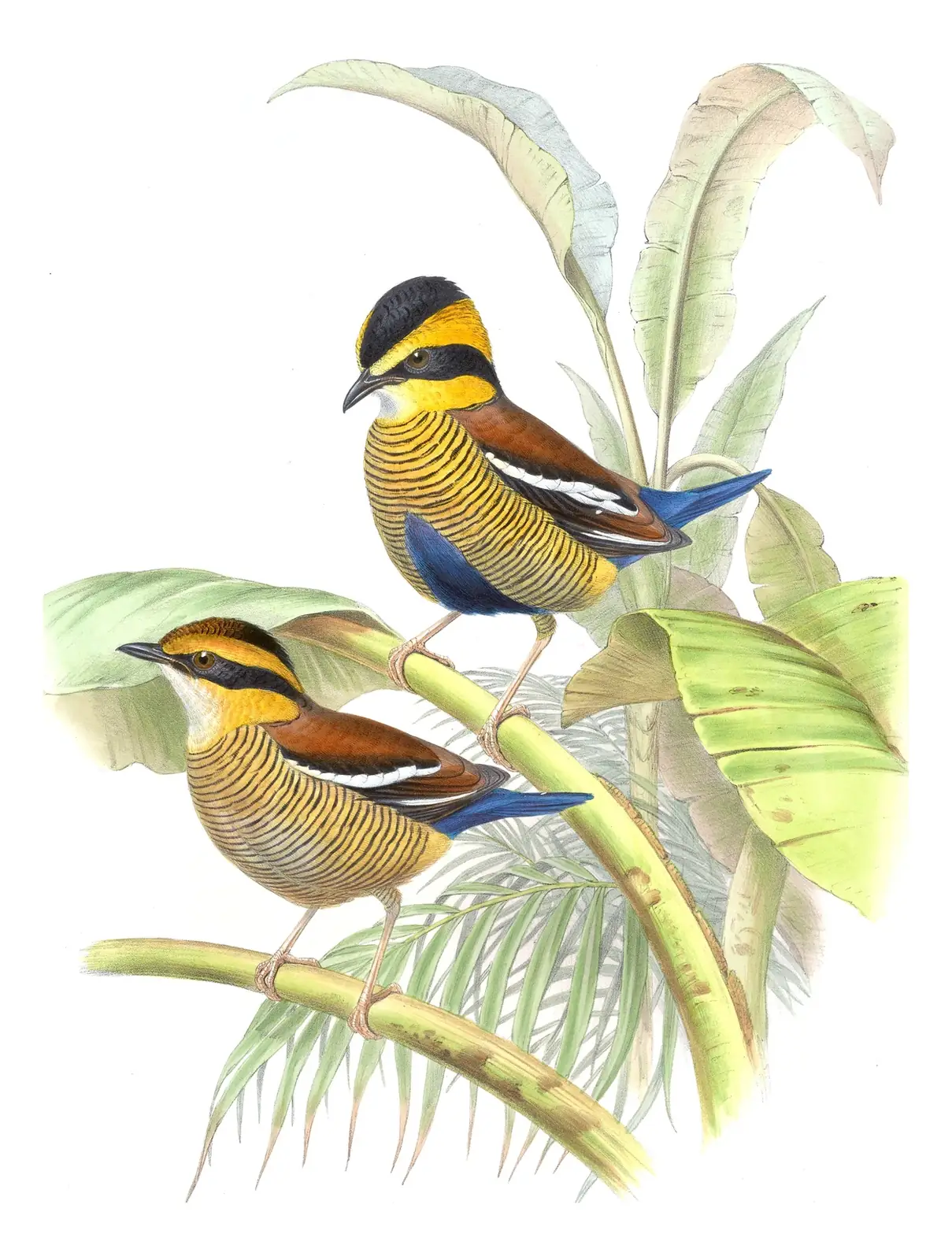 Volume V, plate 78 of Gould's The Birds of Asia: Bornean Banded-Pitta (Hydrornis schwaneri)