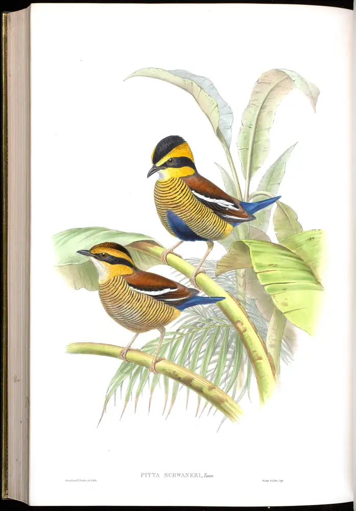 The whole sheet of volume V, plate 78, with its engraved caption