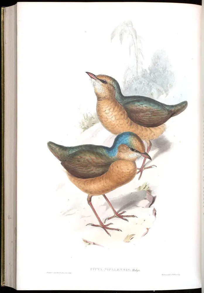 The whole sheet of volume V, plate 79, with its engraved caption