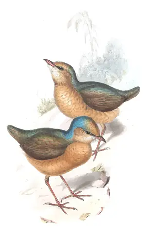 Volume V, plate 79 of Gould's The Birds of Asia: Blue-naped Pitta (Hydrornis nipalensis)