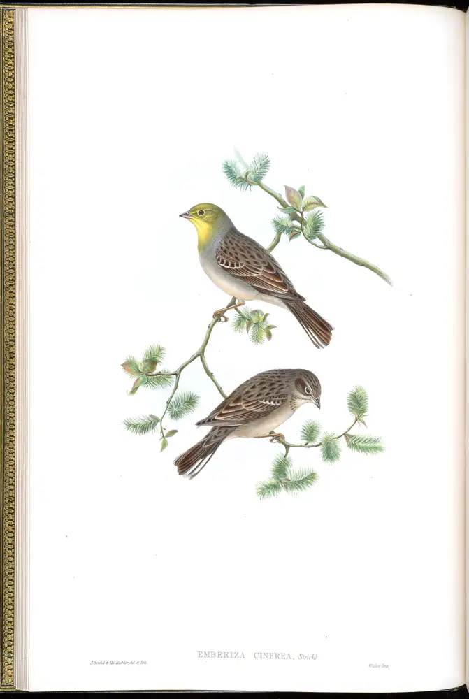 The whole sheet of volume V, plate 8, with its engraved caption