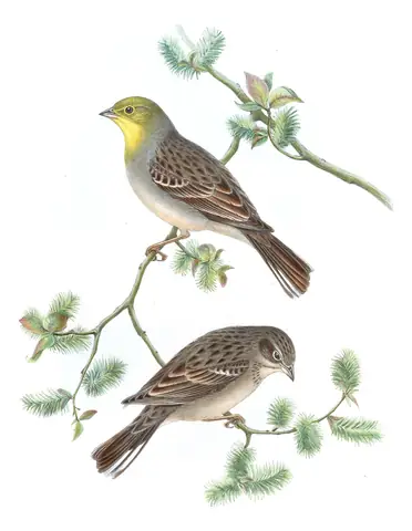Volume V, plate 8 of Gould's The Birds of Asia: Cinereous Bunting (Emberiza cineracea)