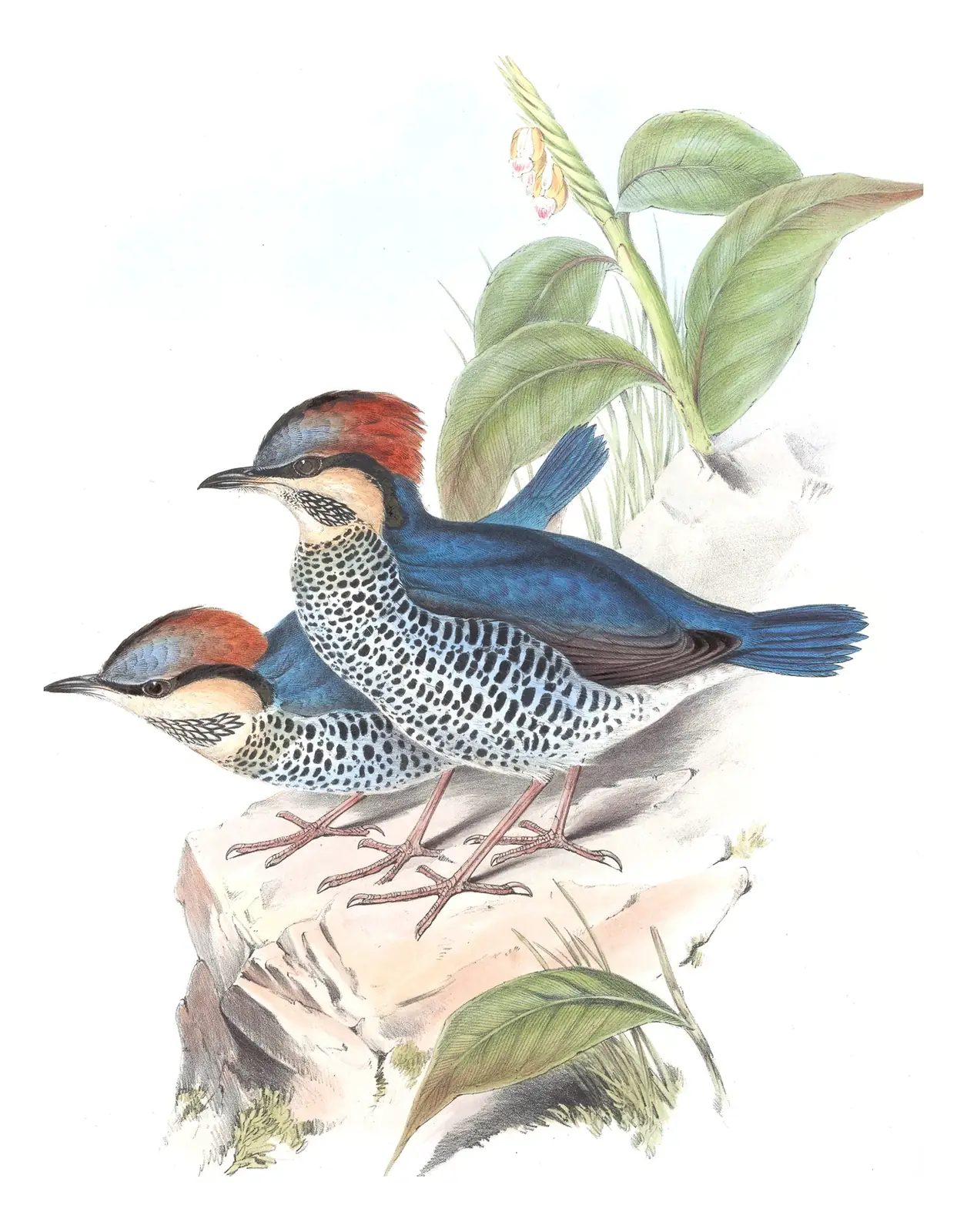 Volume V, plate 80 of Gould's The Birds of Asia: Blue Pitta (Hydrornis cyaneus)