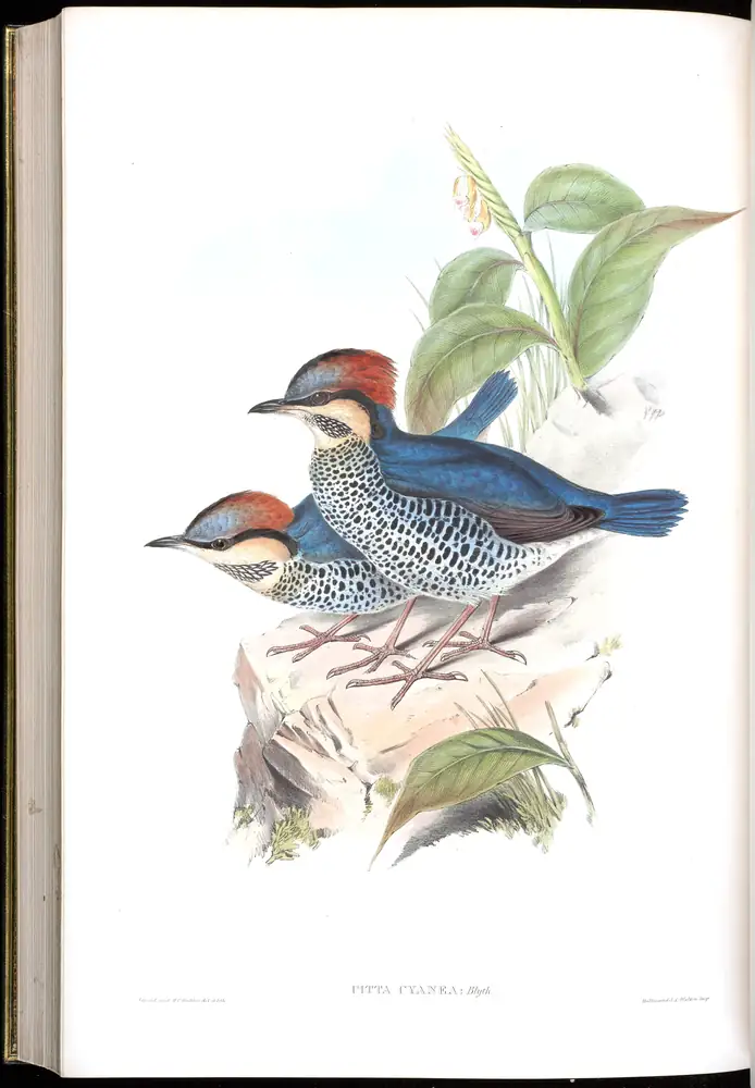 The whole sheet of volume V, plate 80, with its engraved caption