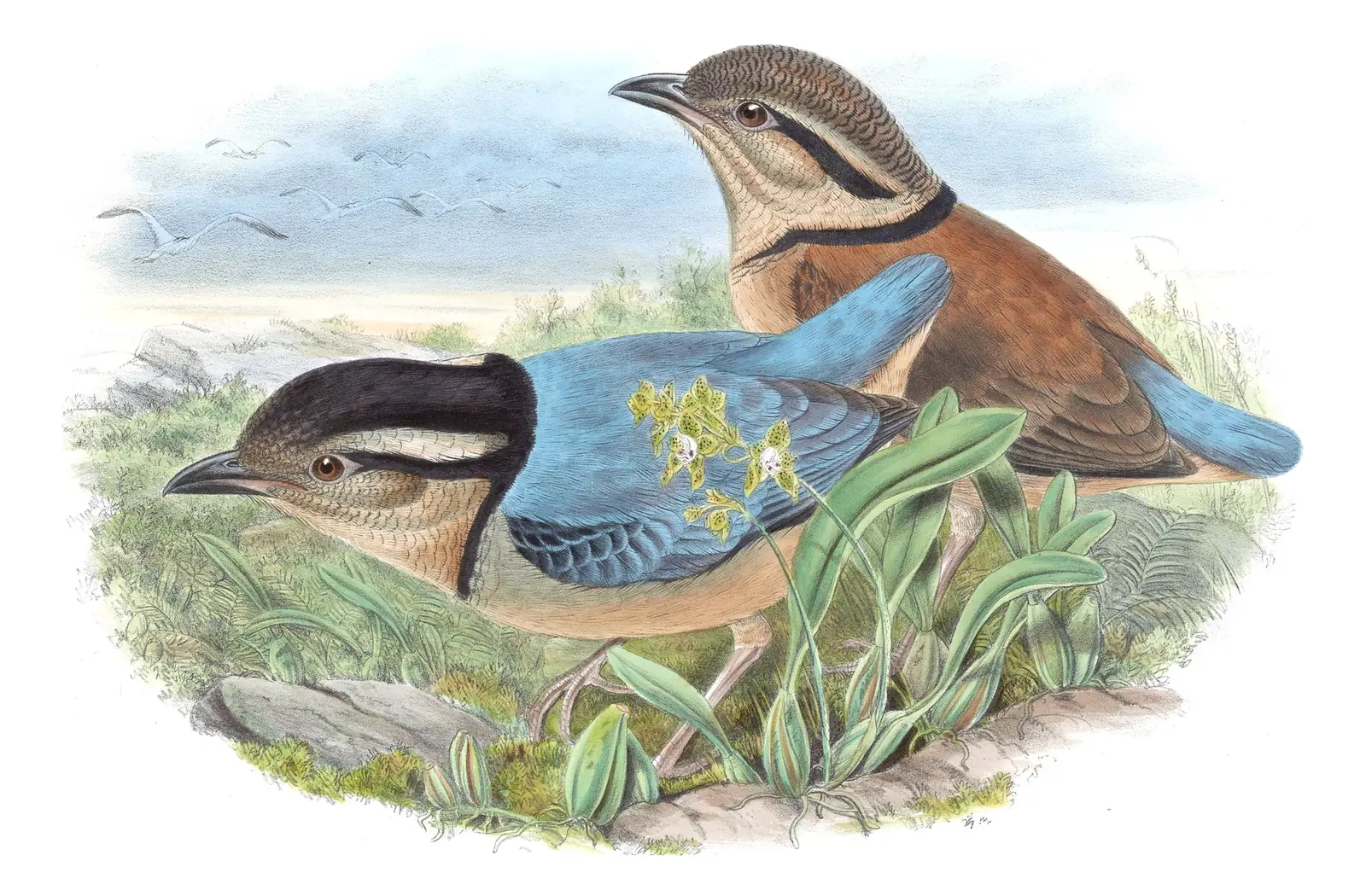 Volume V, plate 81 of Gould's The Birds of Asia: Giant Pitta (Hydrornis caeruleus)