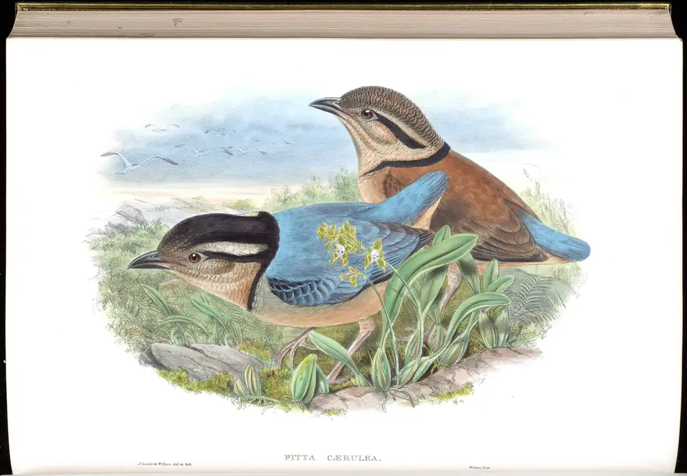 The whole sheet of volume V, plate 81, with its engraved caption