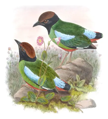 Volume V, plate 82 of Gould's The Birds of Asia: Western Hooded Pitta (Pitta sordida)