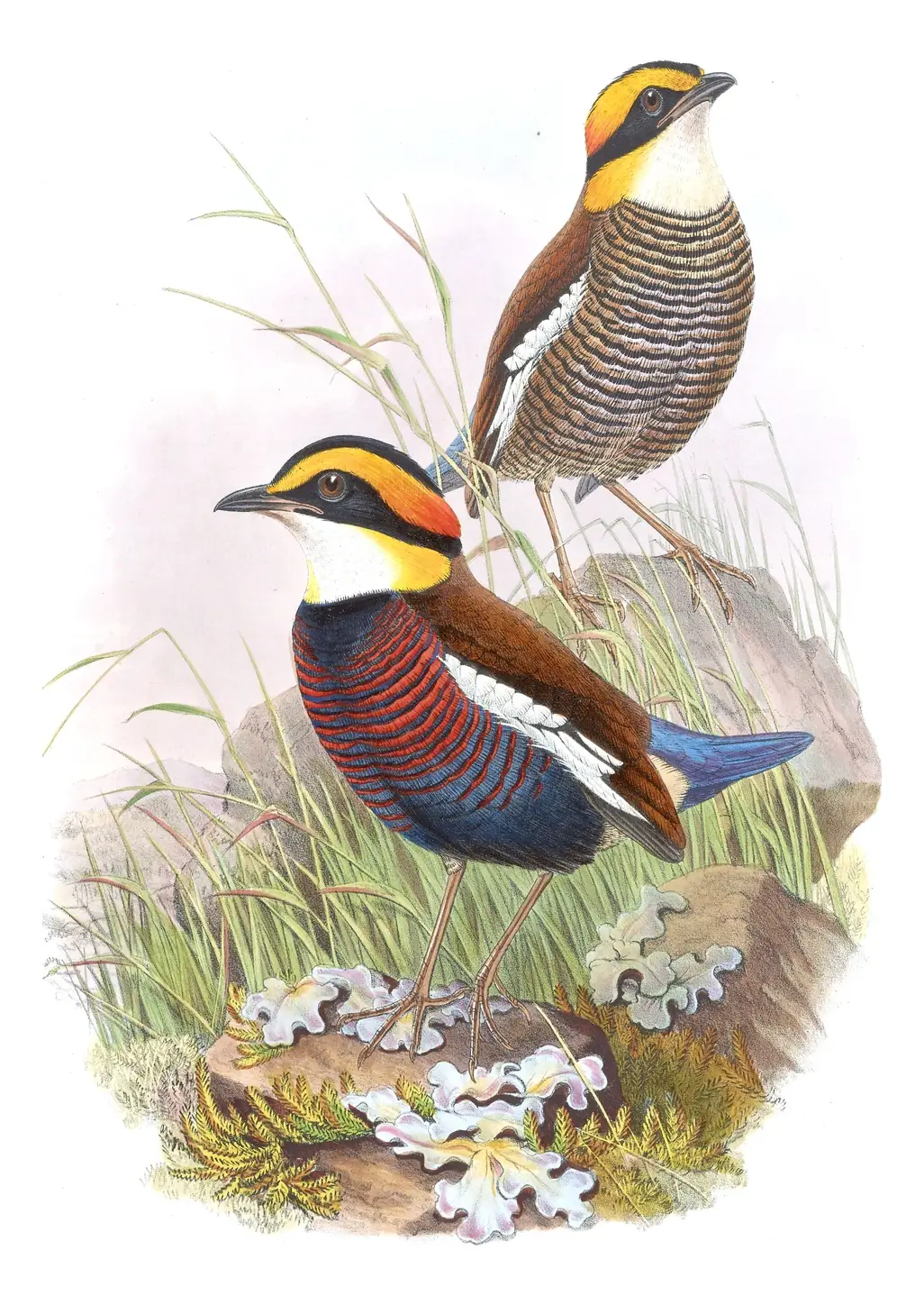 Volume V, plate 83 of Gould's The Birds of Asia: Malayan Banded-Pitta (Hydrornis irena)
