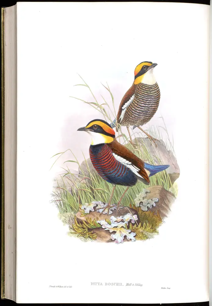 The whole sheet of volume V, plate 83, with its engraved caption