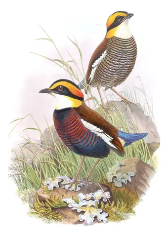 Volume V, plate 83 of Gould's The Birds of Asia: Malayan Banded-Pitta (Hydrornis irena)