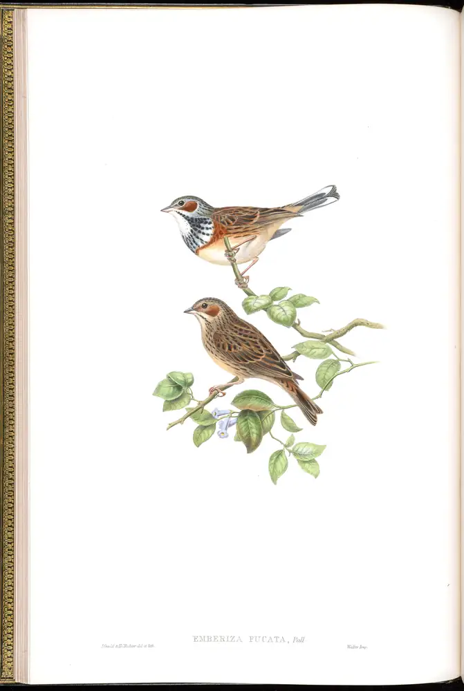 The whole sheet of volume V, plate 9, with its engraved caption