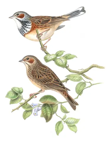 Volume V, plate 9 of Gould's The Birds of Asia: Chestnut-eared Bunting (Emberiza fucata)