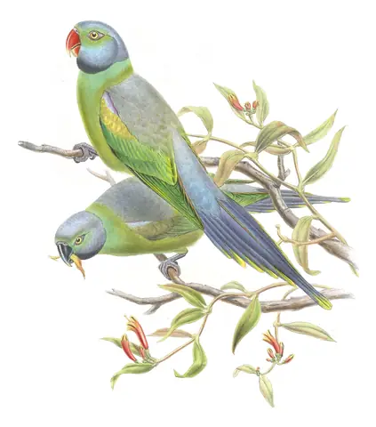 Volume VI, plate 1 of Gould's The Birds of Asia: Layard's Parakeet (Psittacula calthrapae)