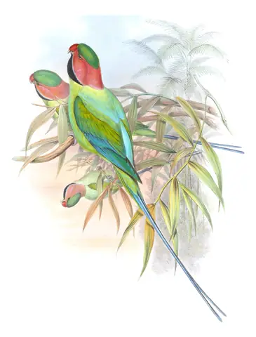 Volume VI, plate 10 of Gould's The Birds of Asia: Long-tailed Parakeet (Psittacula longicauda)