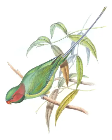 Volume VI, plate 11 of Gould's The Birds of Asia: Long-tailed Parakeet (Psittacula longicauda)