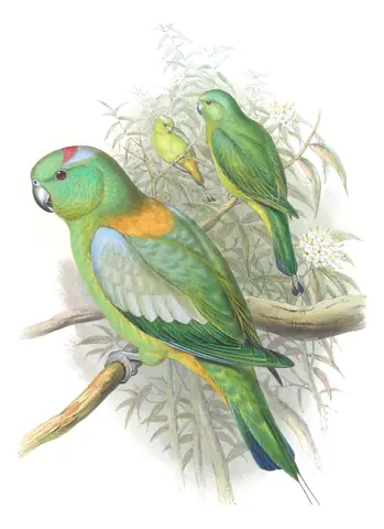 Volume VI, plate 12 of Gould's The Birds of Asia: Golden-mantled Racquet-tail (Prioniturus platurus)