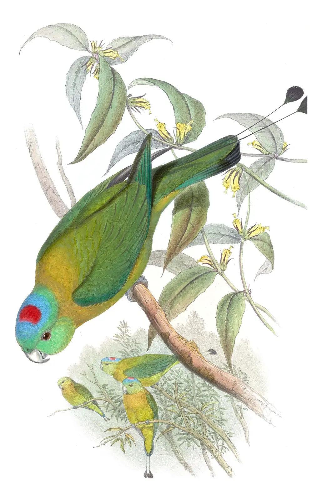Volume VI, plate 13 of Gould's The Birds of Asia: Yellow-breasted Racquet-tail (Prioniturus flavicans)