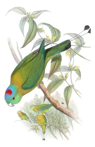 Volume VI, plate 13 of Gould's The Birds of Asia: Yellow-breasted Racquet-tail (Prioniturus flavicans)