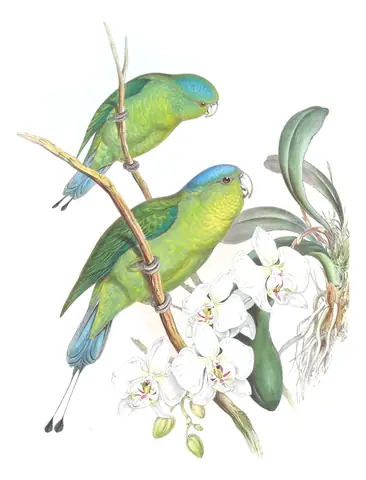 Volume VI, plate 14 of Gould's The Birds of Asia: Blue-crowned Racquet-tail (Prioniturus discurus)