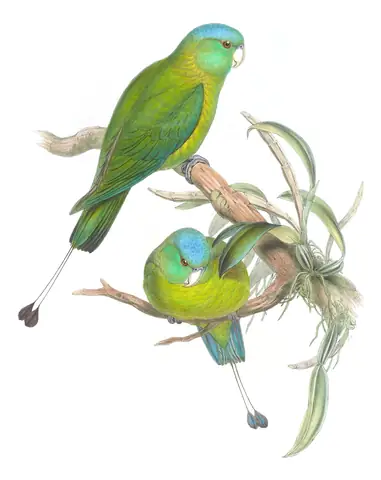 Volume VI, plate 15 of Gould's The Birds of Asia: Blue-crowned Racquet-tail (Prioniturus discurus)