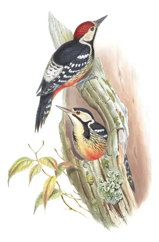 Volume VI, plate 16 of Gould's The Birds of Asia: White-backed Woodpecker (Dendrocopos leucotos)