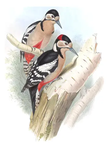 Volume VI, plate 17 of Gould's The Birds of Asia: Great Spotted Woodpecker (Dendrocopos major)