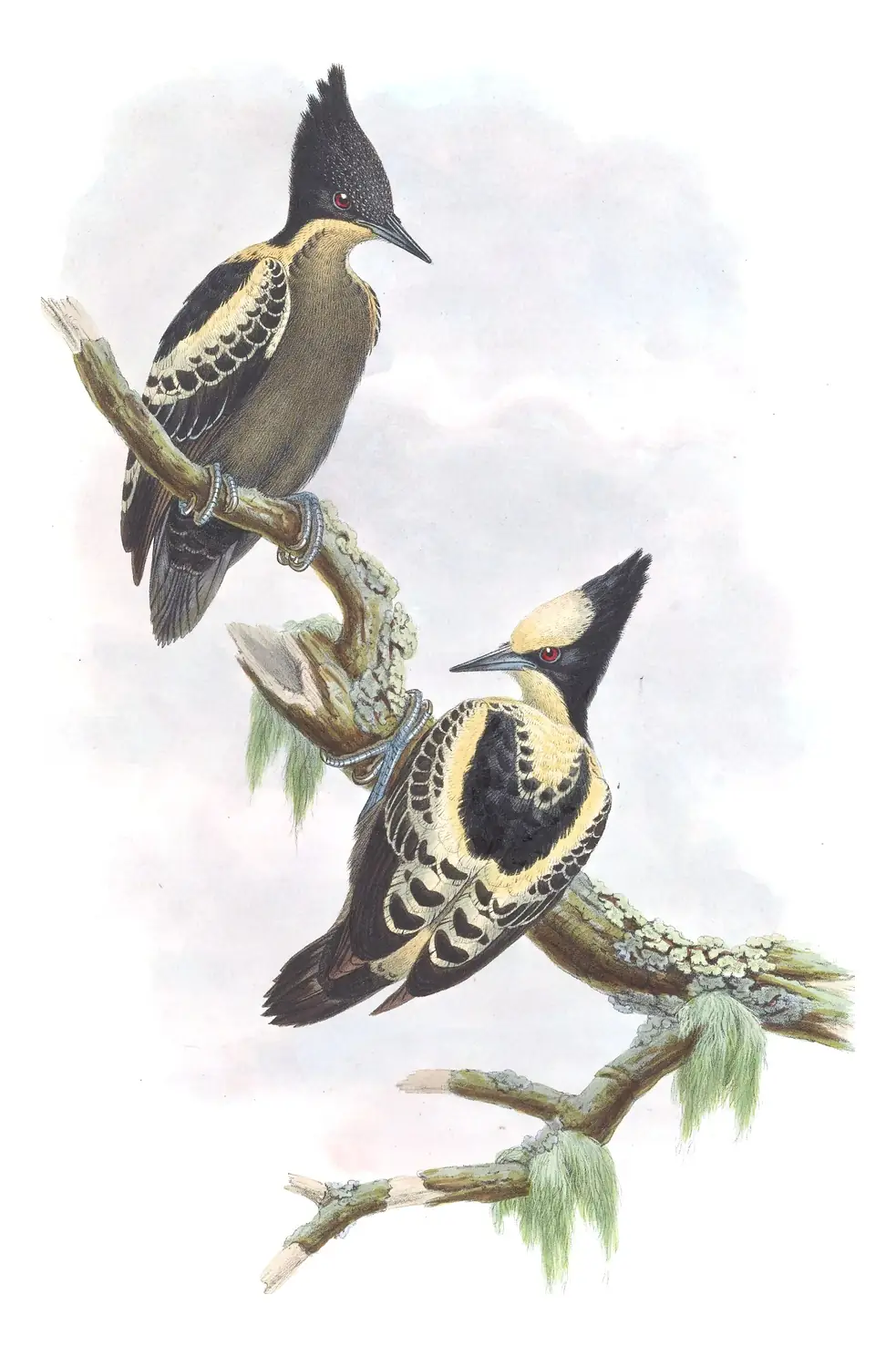 Volume VI, plate 18 of Gould's The Birds of Asia: Heart-spotted Woodpecker (Hemicircus canente)