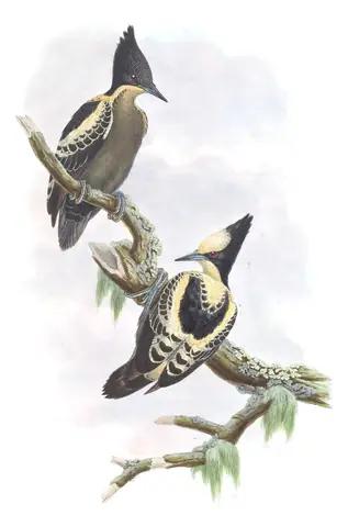 Volume VI, plate 18 of Gould's The Birds of Asia: Heart-spotted Woodpecker (Hemicircus canente)