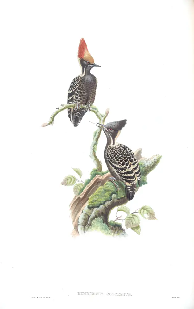 The whole sheet of volume VI, plate 19, with its engraved caption