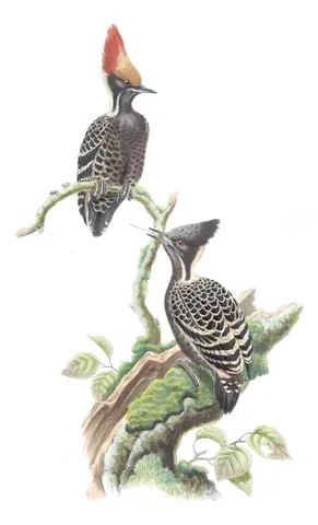 Volume VI, plate 19 of Gould's The Birds of Asia: Gray-and-buff Woodpecker (Hemicircus concretus)