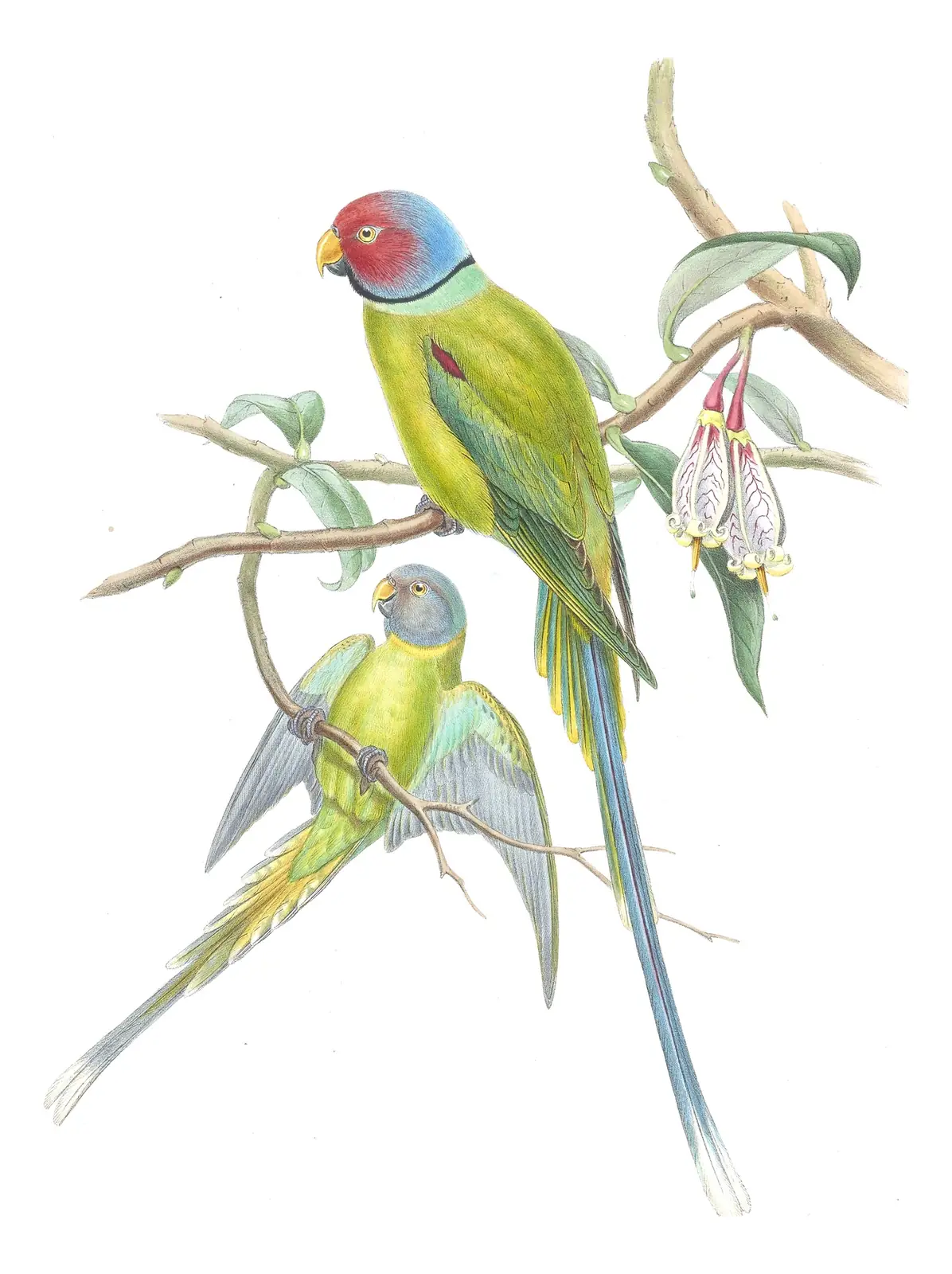 Volume VI, plate 2 of Gould's The Birds of Asia: Plum-headed Parakeet (Psittacula cyanocephala)