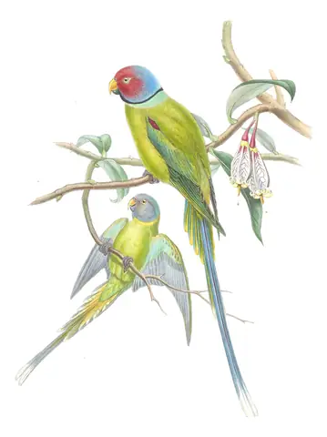 Volume VI, plate 2 of Gould's The Birds of Asia: Plum-headed Parakeet (Psittacula cyanocephala)