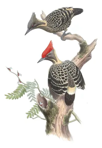 Volume VI, plate 20 of Gould's The Birds of Asia: Gray-and-buff Woodpecker (Hemicircus concretus)