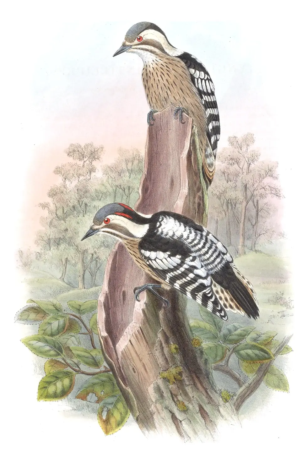 Volume VI, plate 21 of Gould's The Birds of Asia: Gray-capped Pygmy Woodpecker (Yungipicus canicapillus)